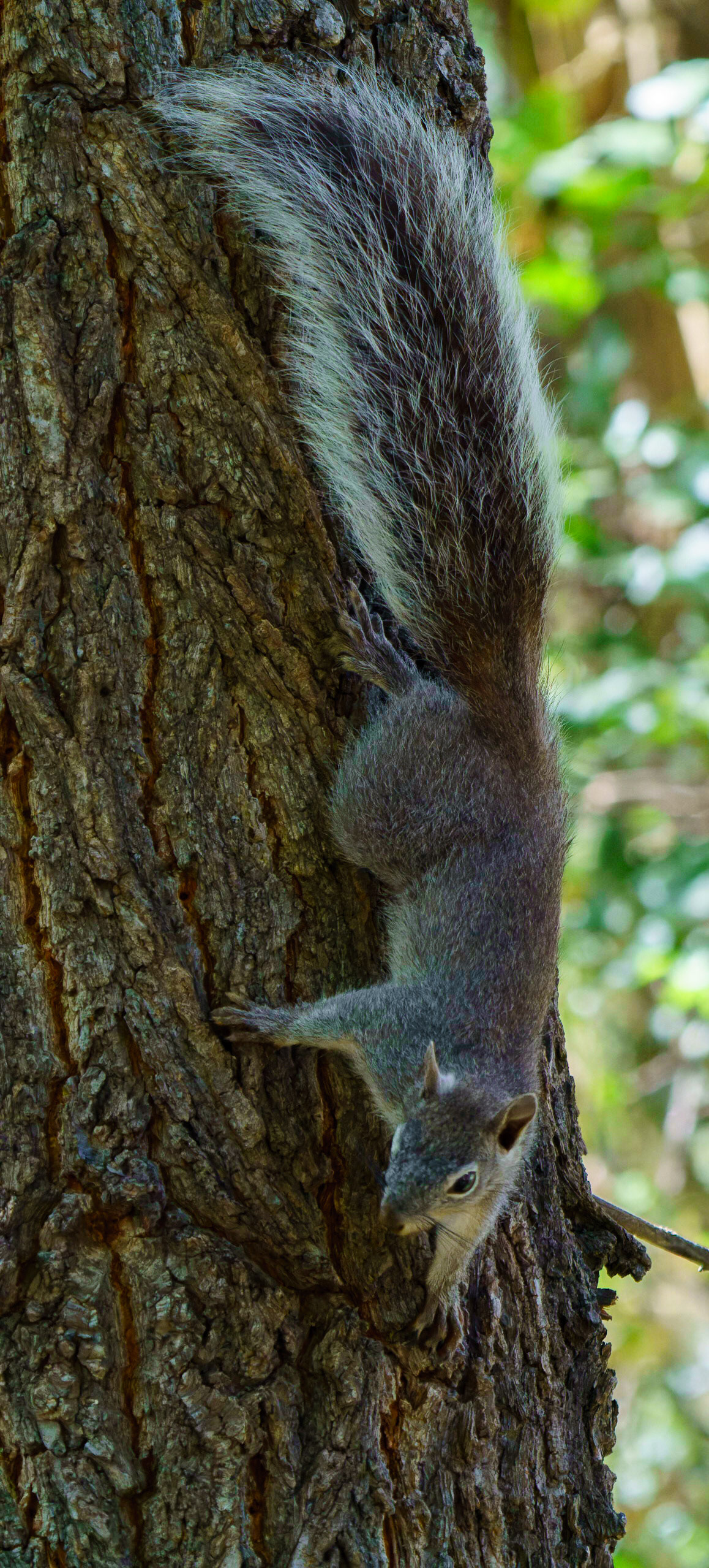 Arizona Gray Squirrel, Sciurus arizonensis
