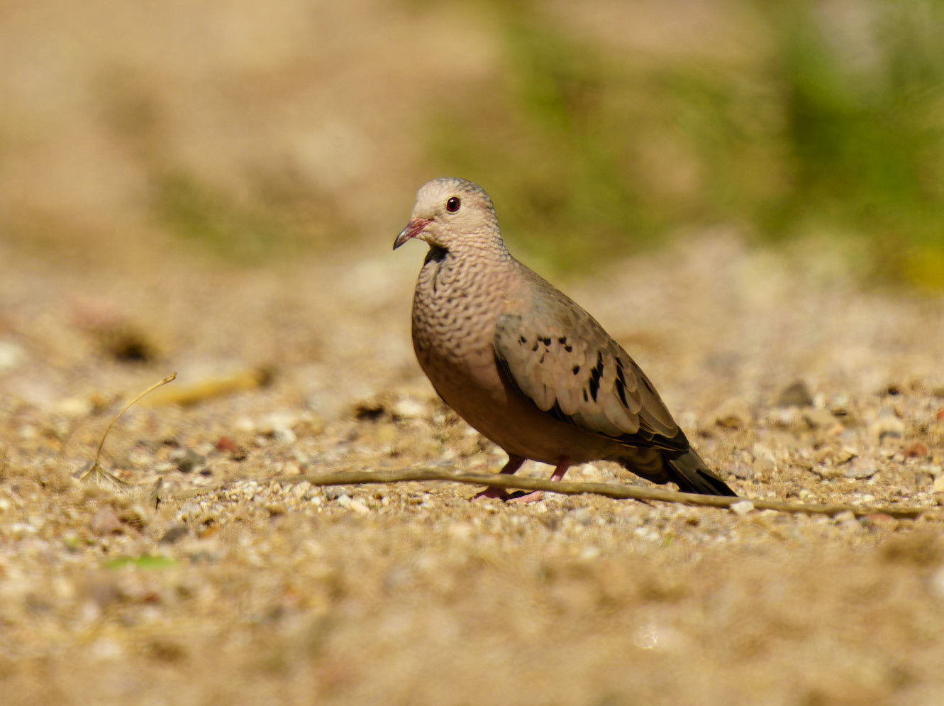 Common Ground Dove, Columbina passerina