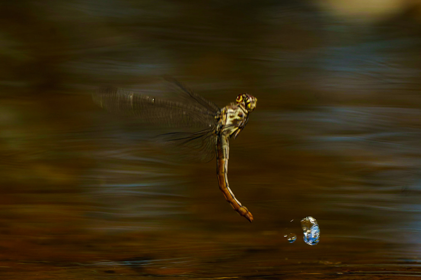 Roseate Skimmer, Orthemis ferruginea