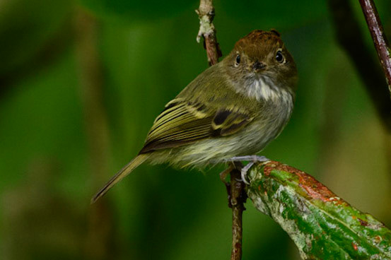 Scale-crested Pygmy-TyrantLophotriccus pileatus