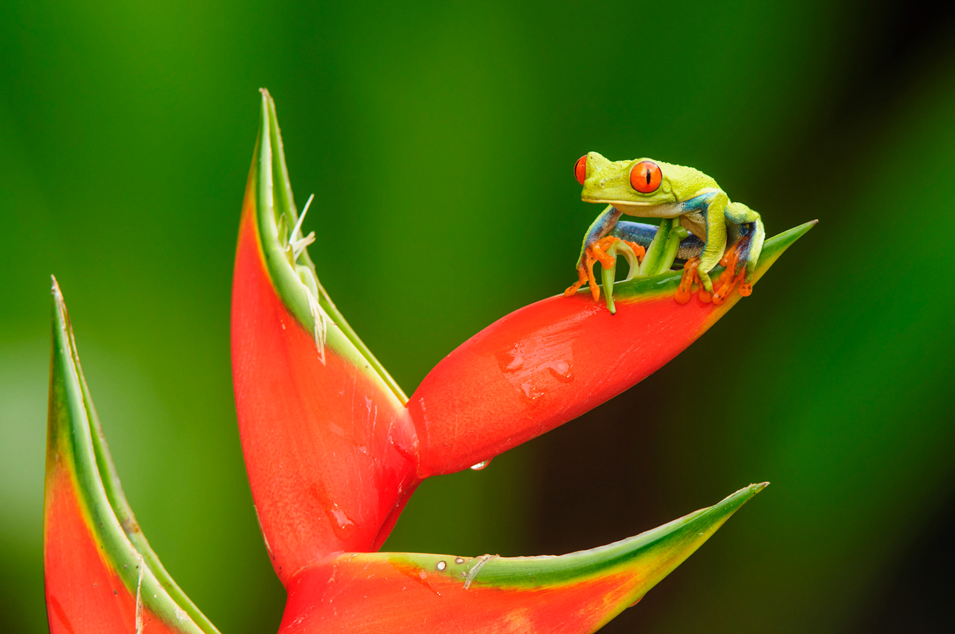 Red-eyed Treefrog, Agalychnis callidryas. Heliconia orthotricha cv. Imperial