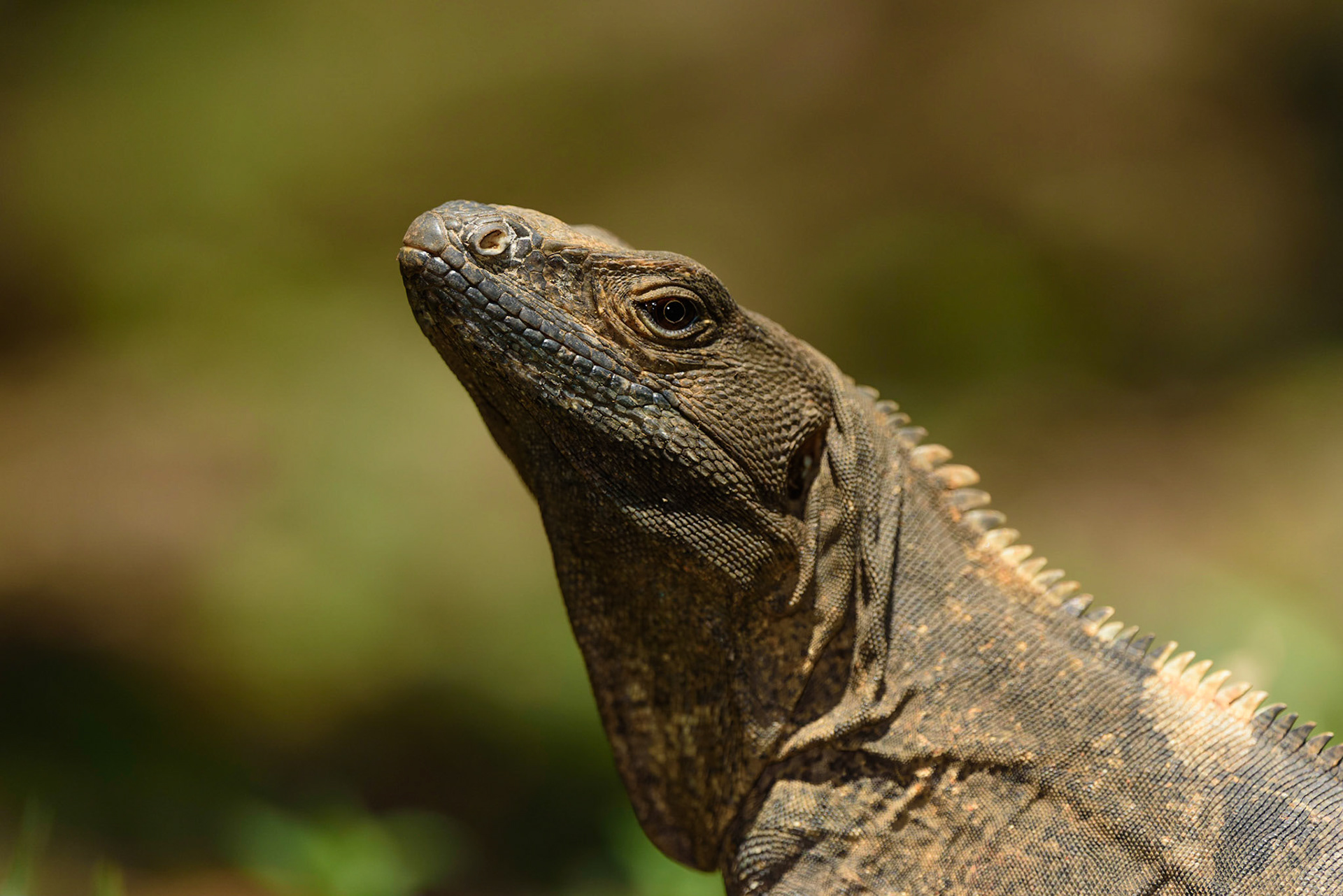 Black Spinytail Iguana, Ctenosaura similis