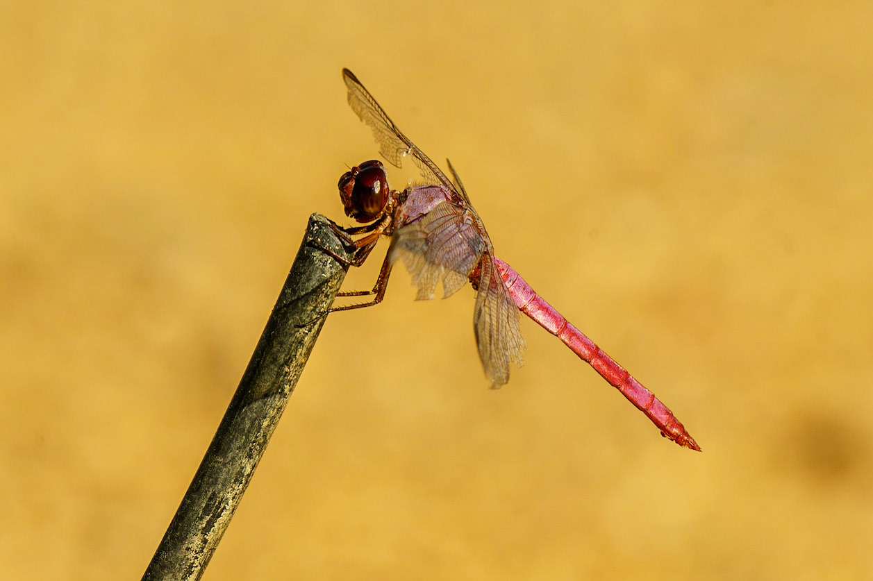 Roseate Skimmer, Orthemis ferruginea