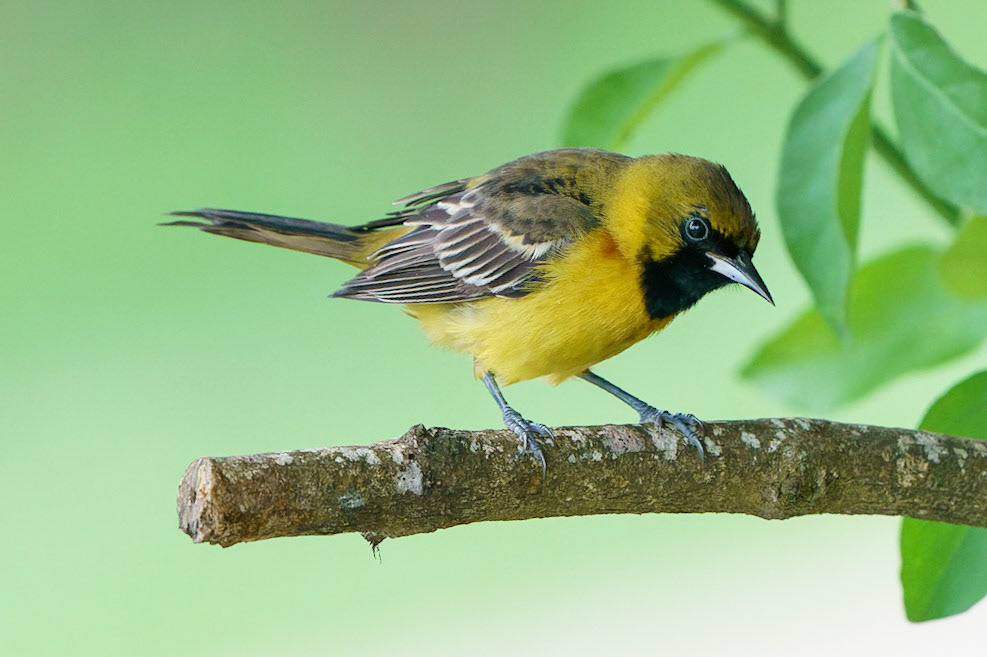 Orchard Oriole, Icterus spurius