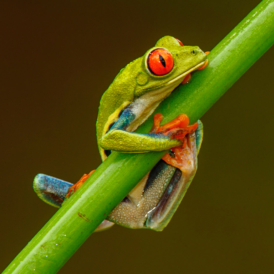 Red-eyed Treefrog, Agalychnis callidryas