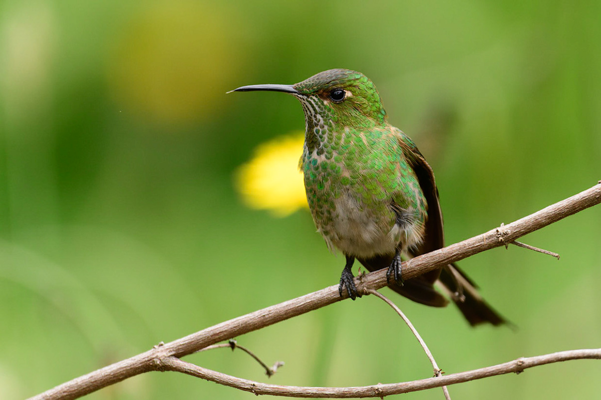 Green-tailed Trainbearer, Lesbia nuna