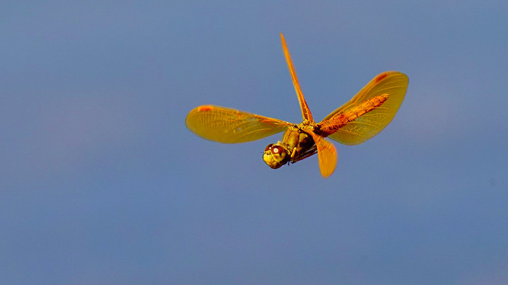 Eastern Amberwing, Perithemis tenera