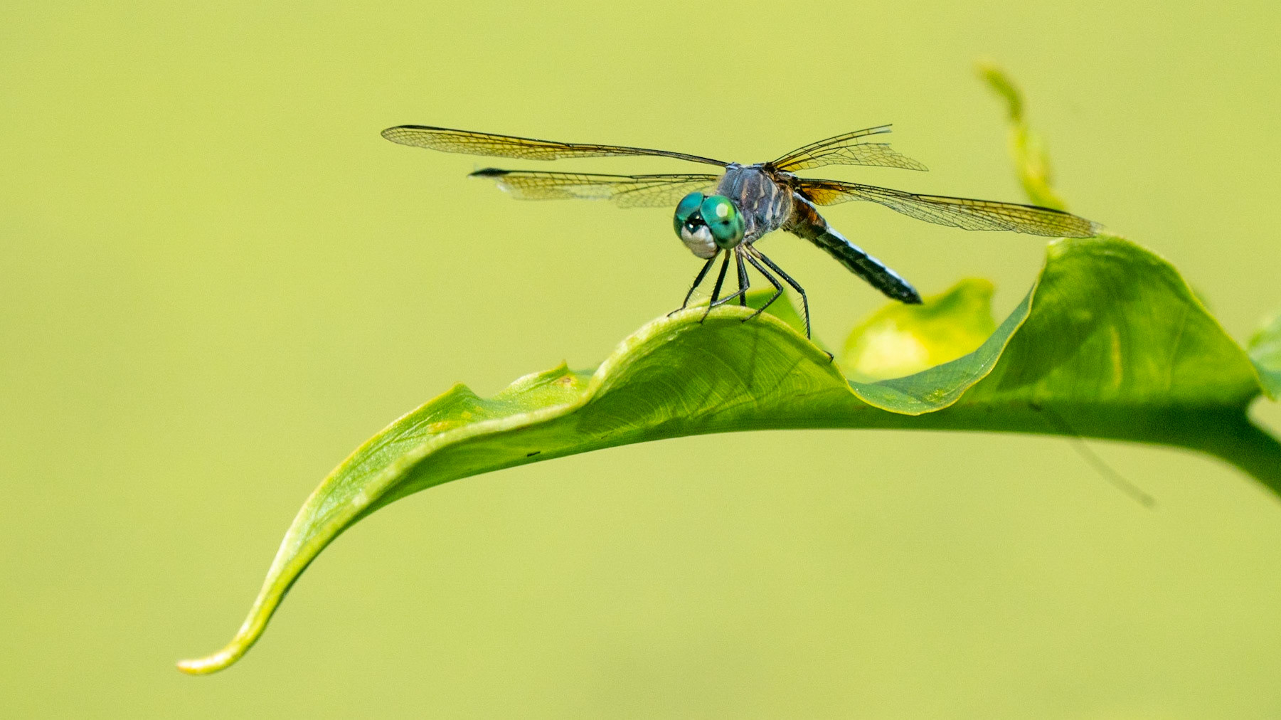 Blue Dasher,Pachydiplax longipennis