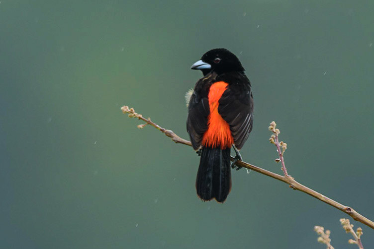 Cherrie's Tanager, Ramphocelus costaricensis