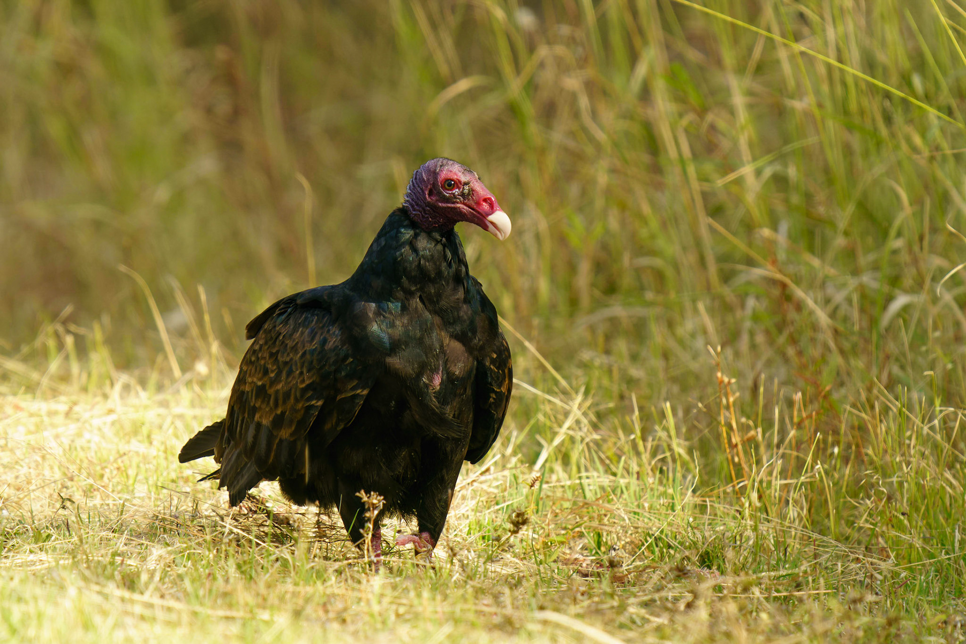 Turkey Vulture, Cathartes aura