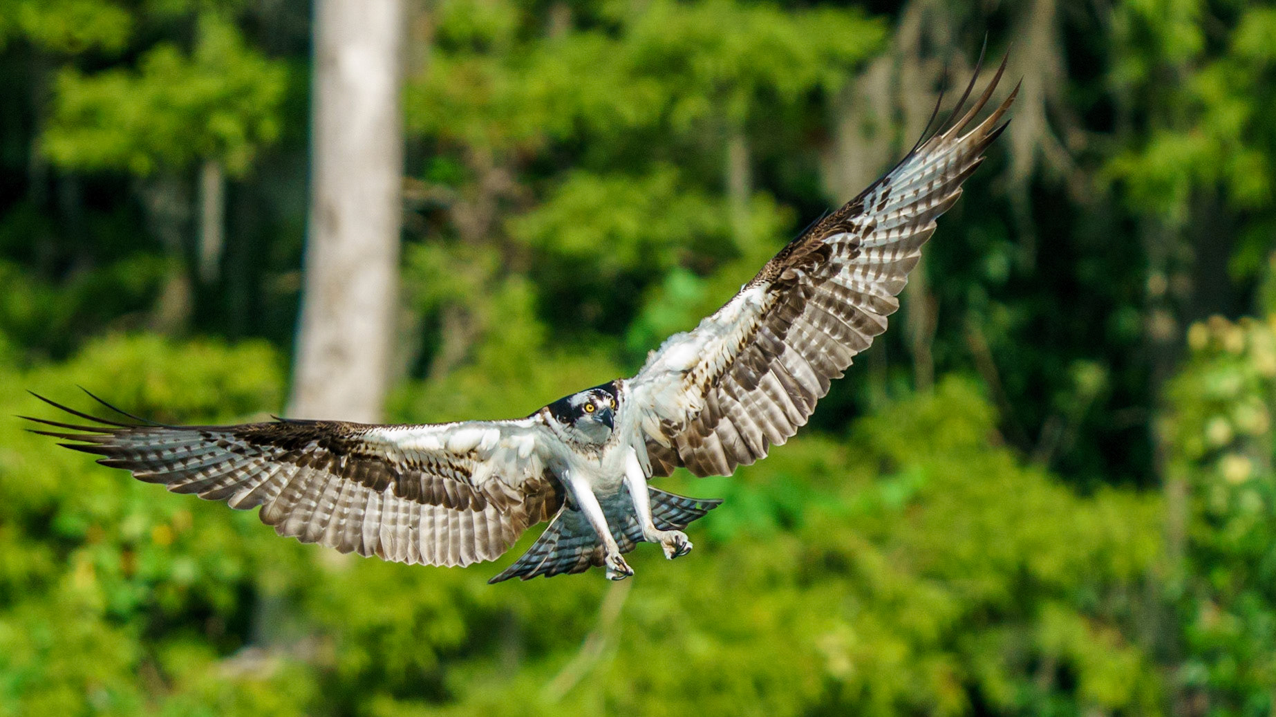 Osprey, Pandion haliaetus