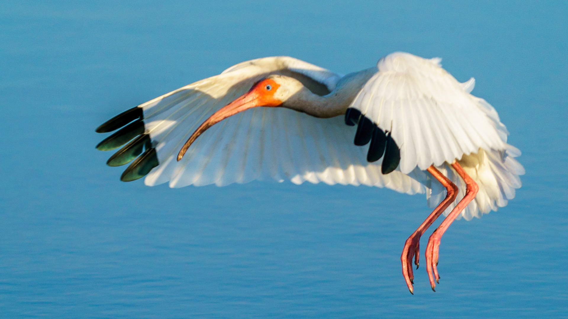 White Ibis, Eudocimus albus