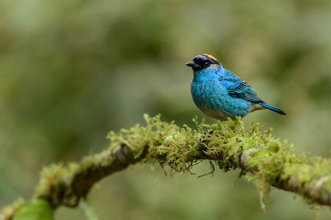 Golden-naped Tanager, Tangara ruficervix