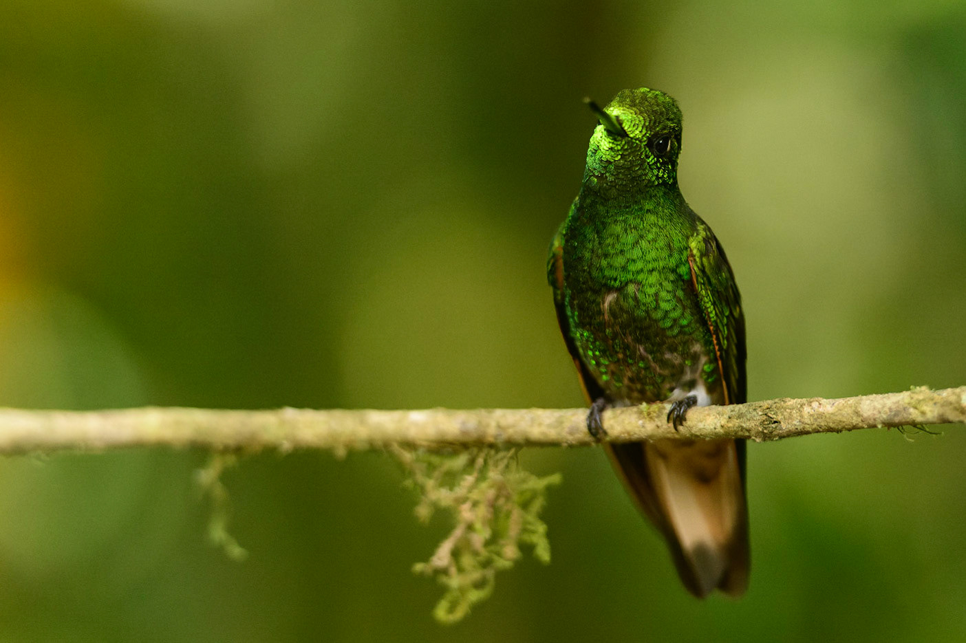 Buff-tailed Coronet, Boissonneaua flavescens
