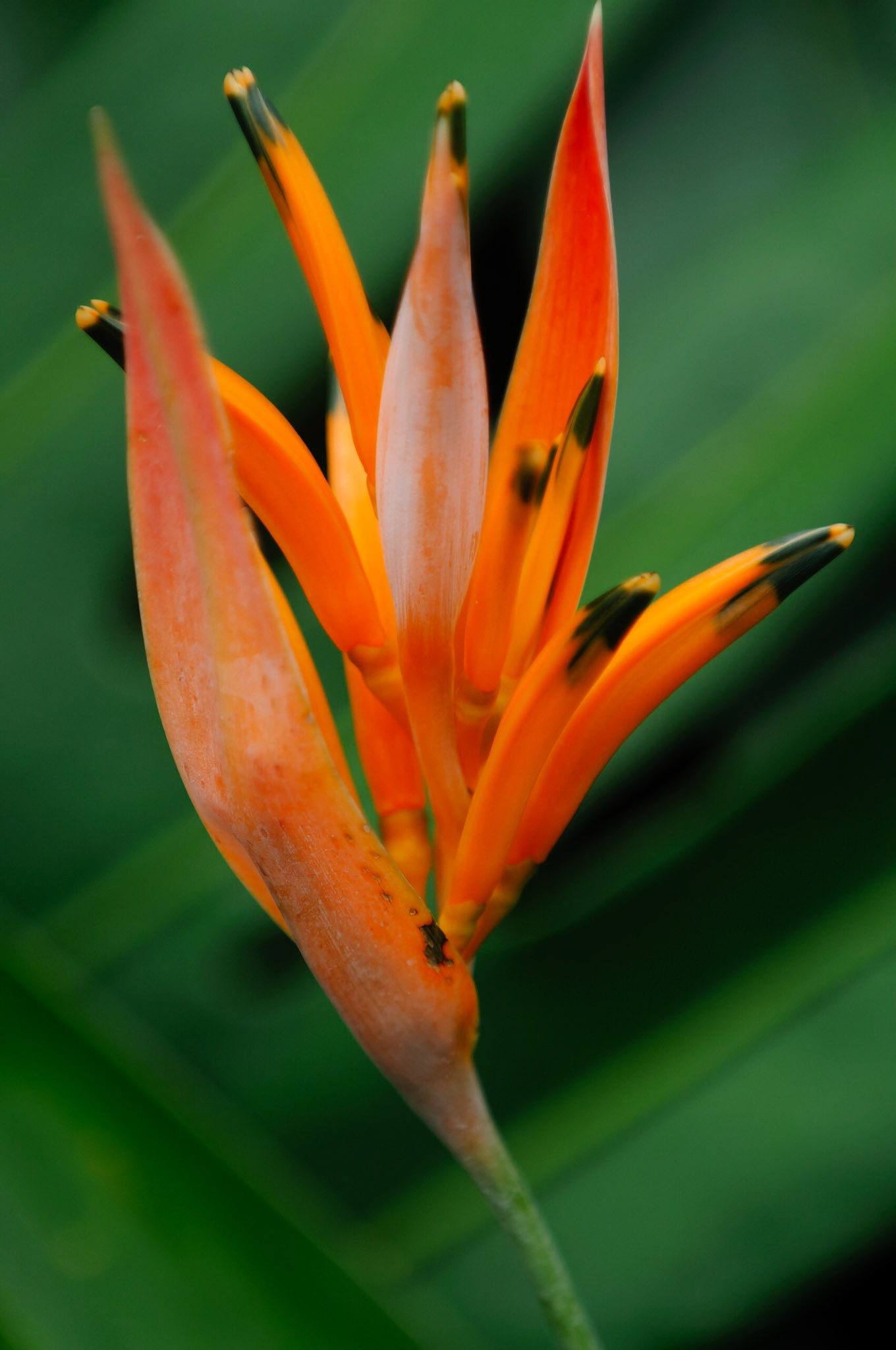 Parrot's Beak / Parakeet Flower, Heliconia psittacorum