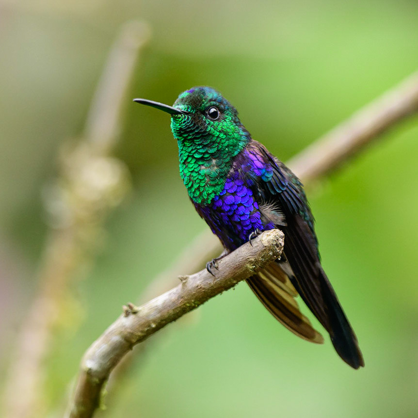 Crowned Woodnymph Thalurania colombica