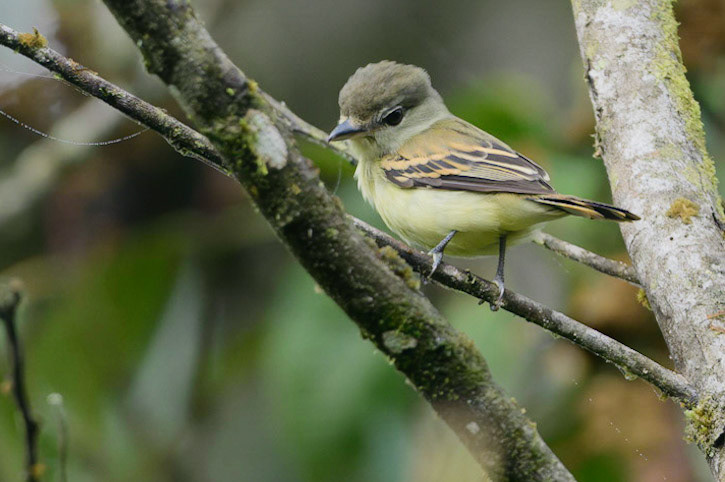 White-winged Becard, Pachyramphus polychopterus