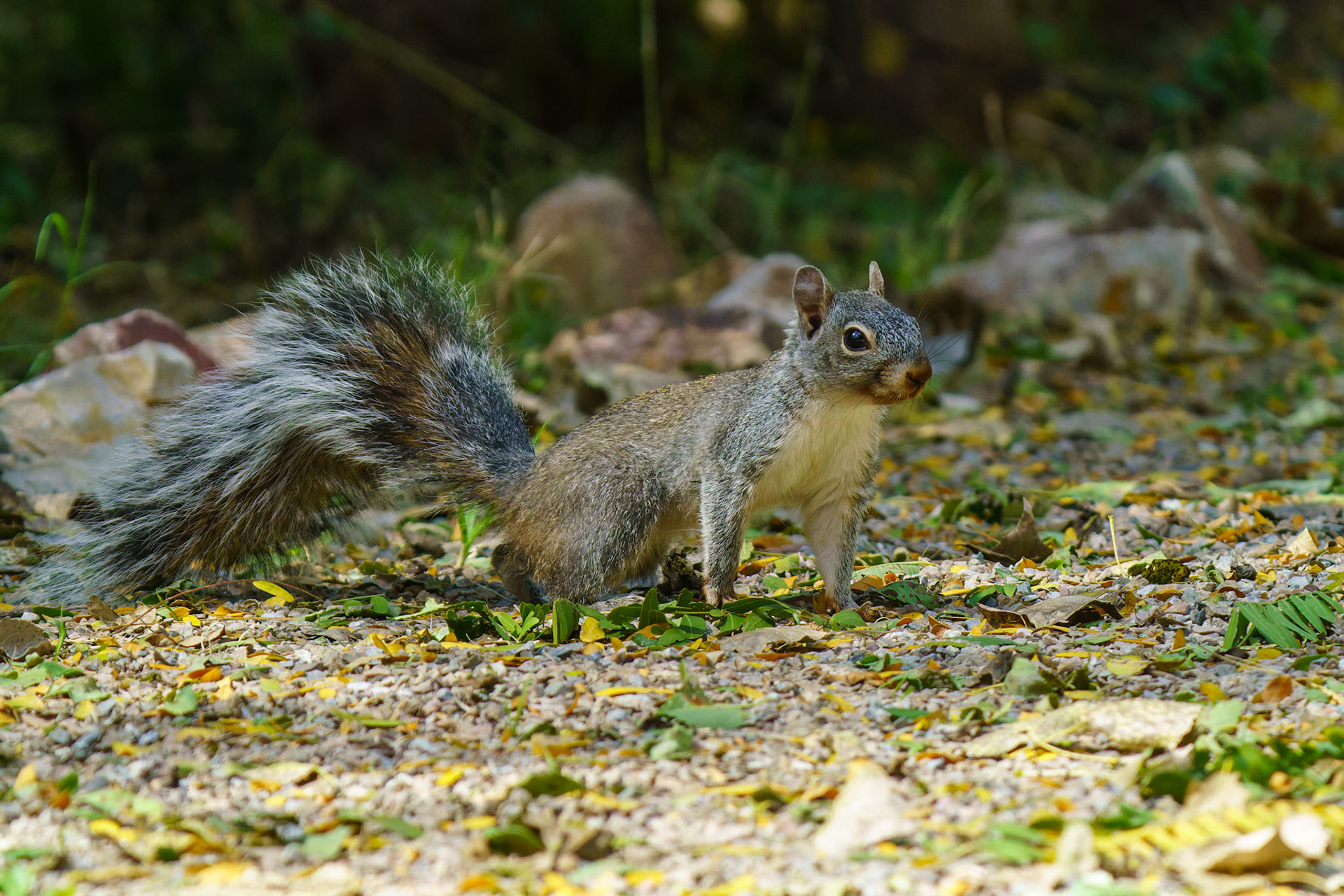 Arizona Gray Squirrel, Sciurus arizonensis