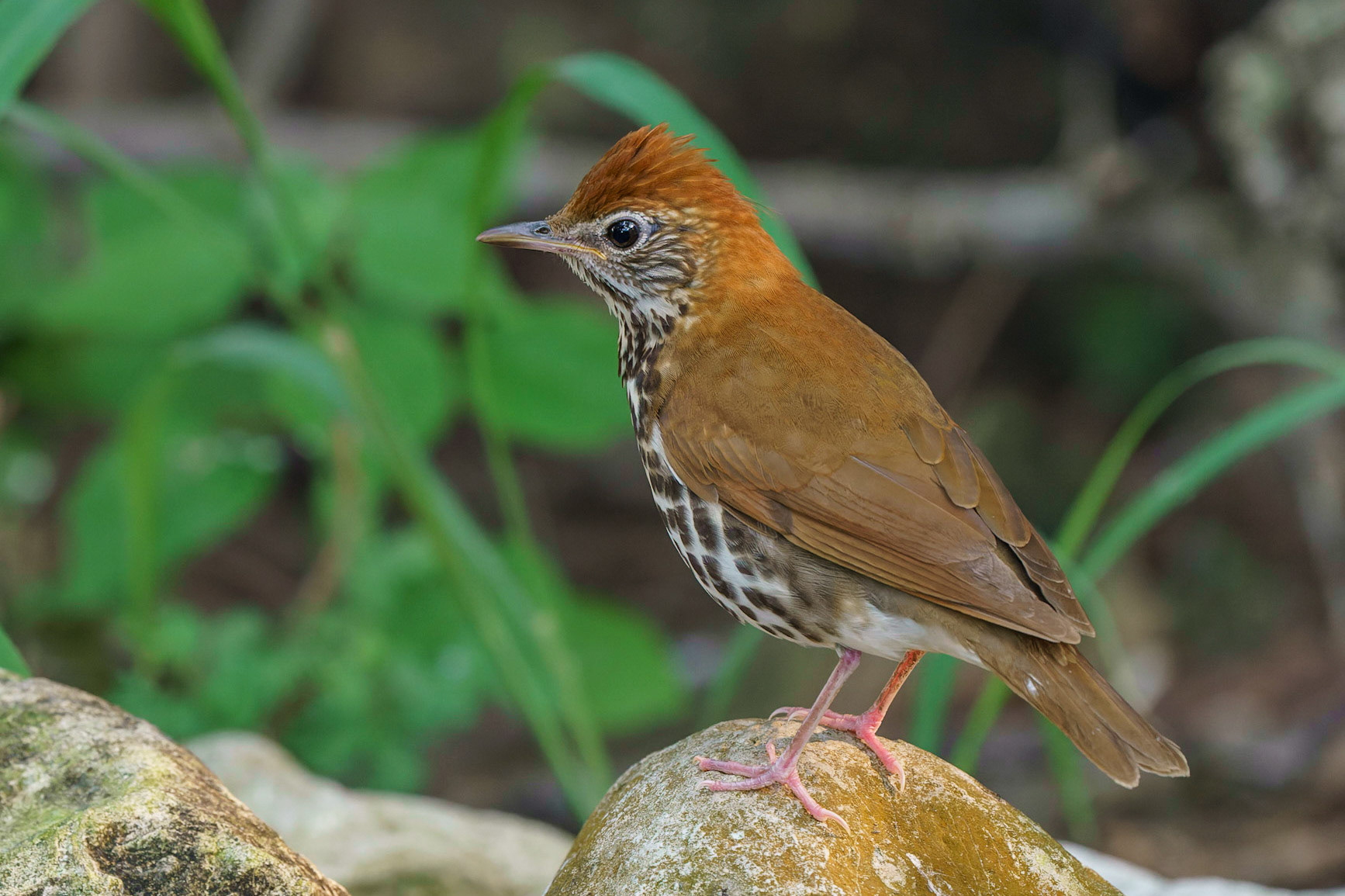 Wood Thrush, Hylocichla mustelina