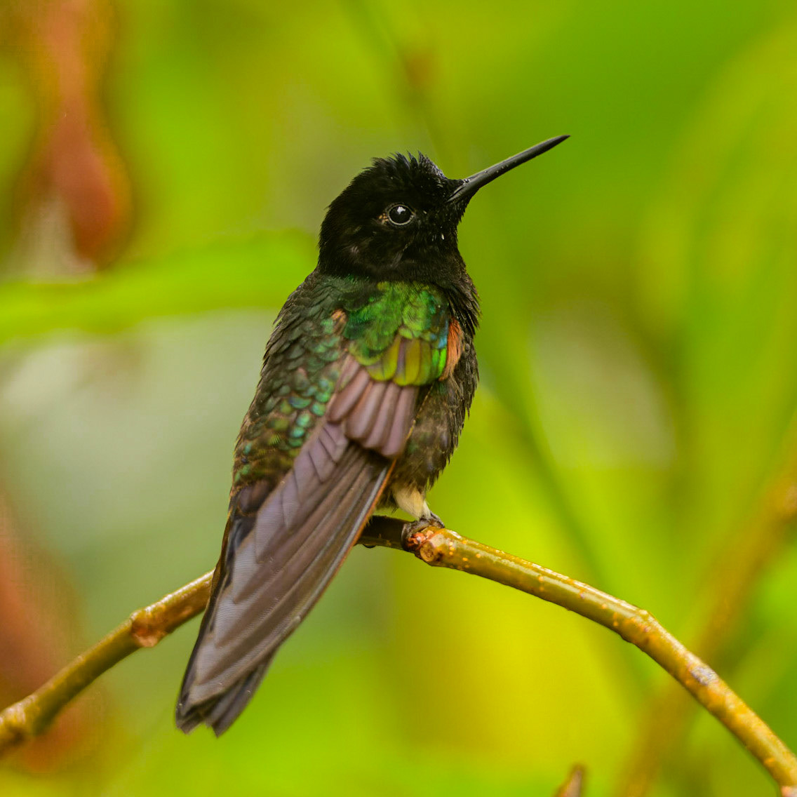 Velvet-purple Coronet, Boissonneaua jardini