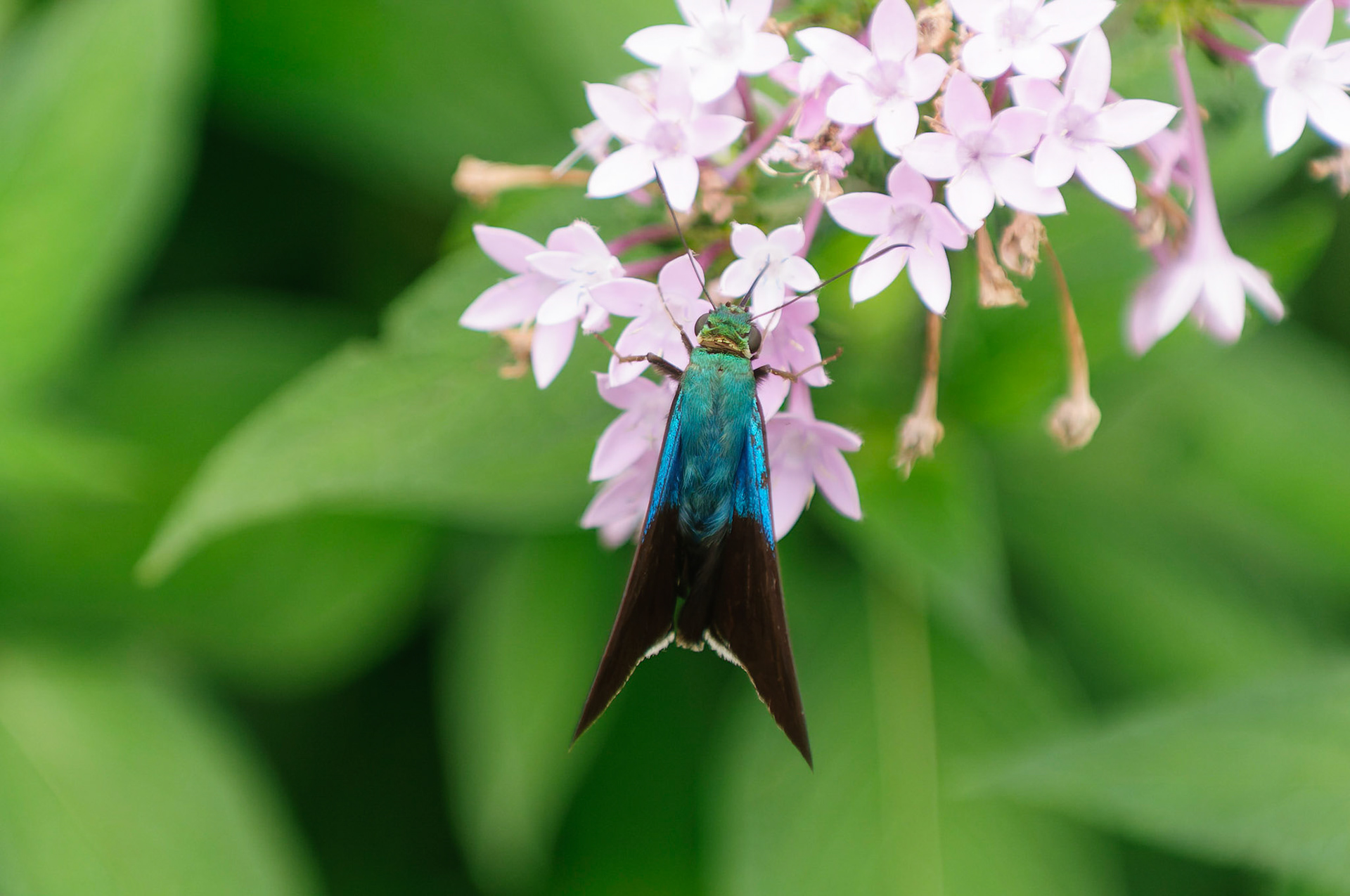 Frosted Flasher, Astraptes alardus