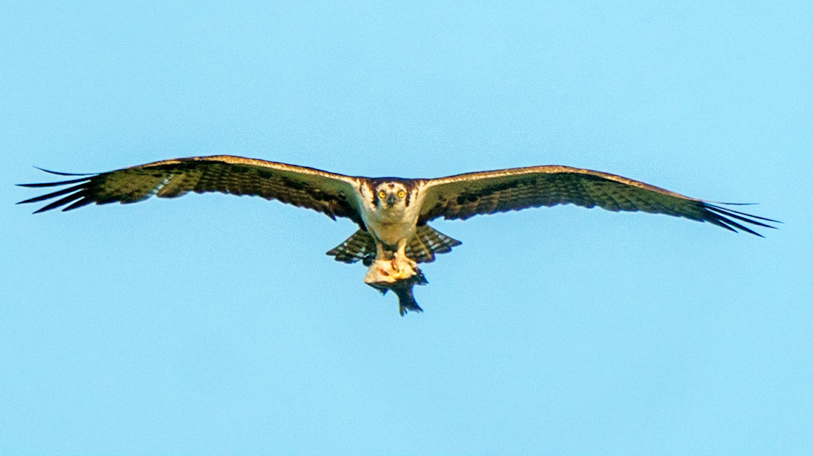 Osprey, Pandion haliaetus
