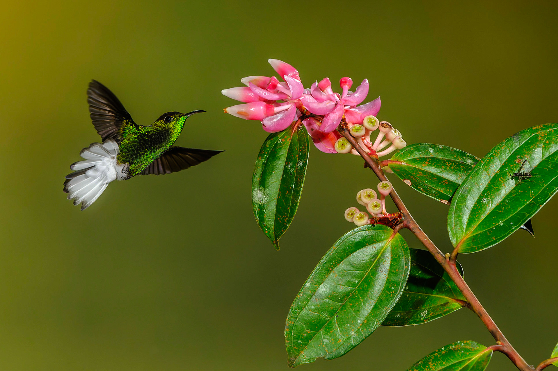 Coppery-headed Emerald, Elvira cupreiceps