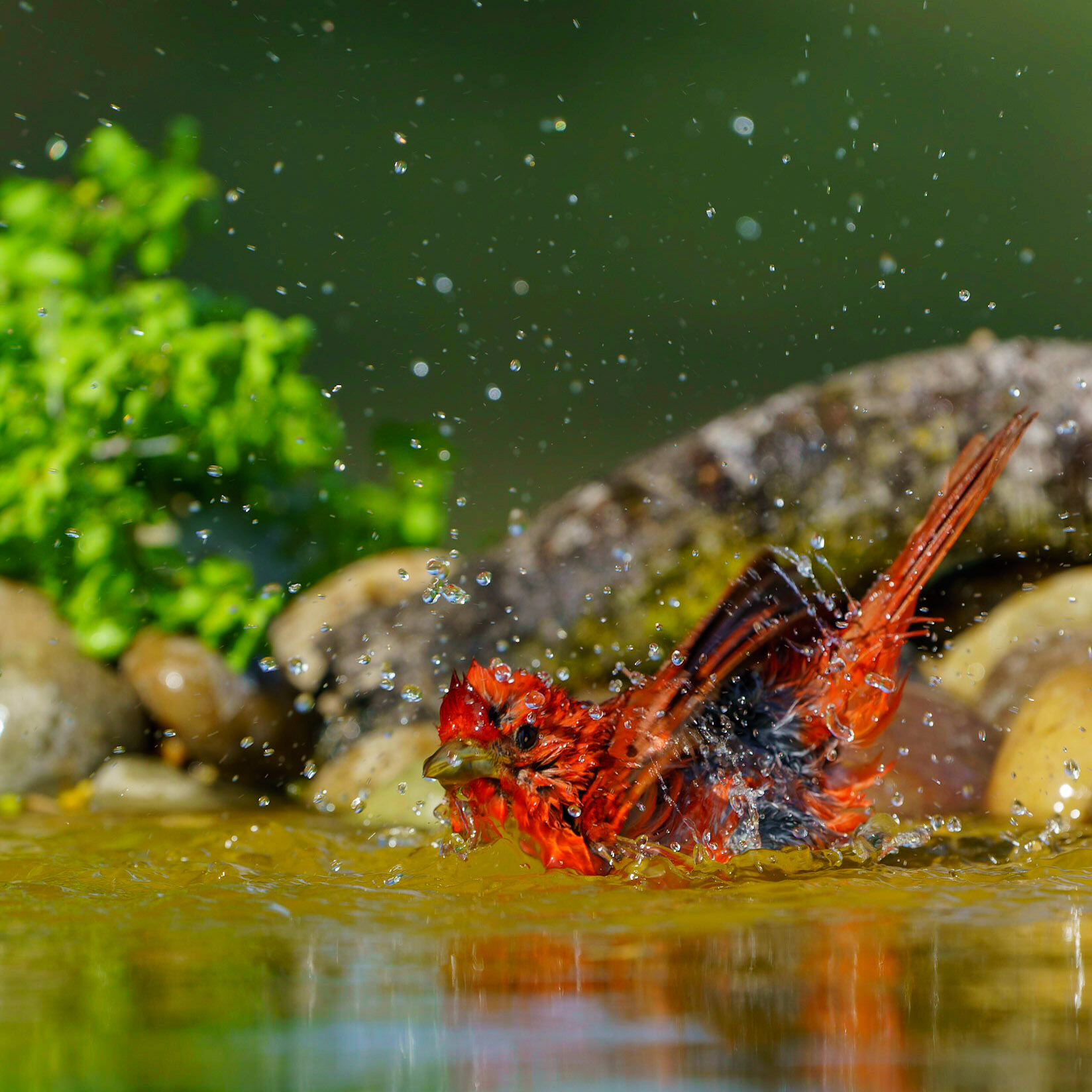 Summer Tanager, Piranga rubra