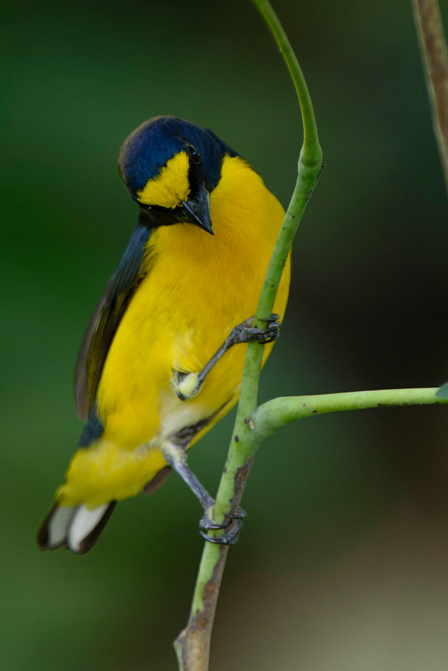 Yellow-throated Euphonia, Euphonia hirundinacea