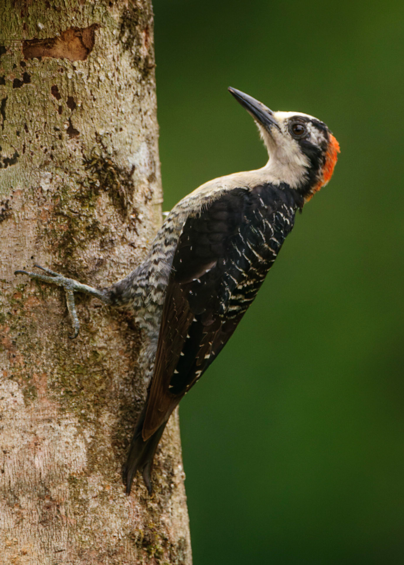 Black-cheeked Woodpecker, Melanerpes pucherani