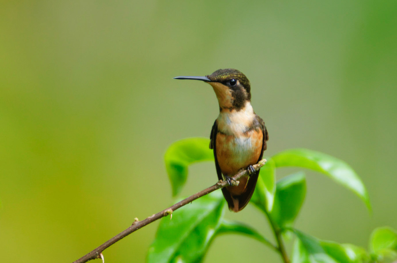 Gorgeted Woodstar, Chaetocercus heliodor