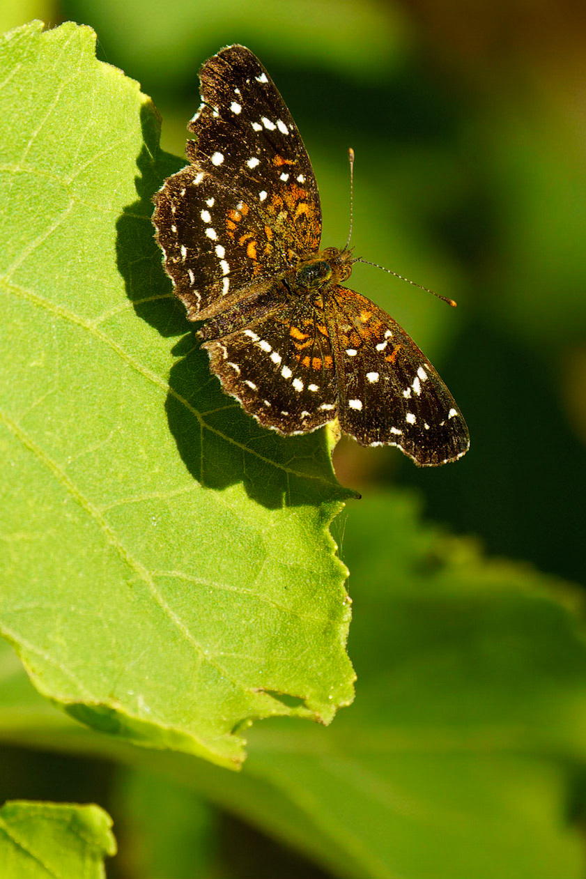 Texan Crescent , Anthanassa texana