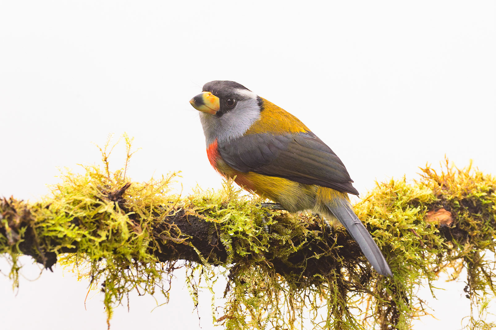 Toucan Barbet, Semnornis ramphastinus