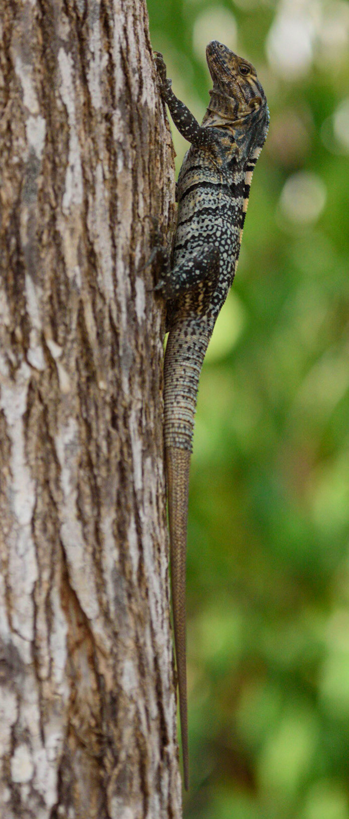 Black Spiny Tailed Iguana, Ctenosaura similis