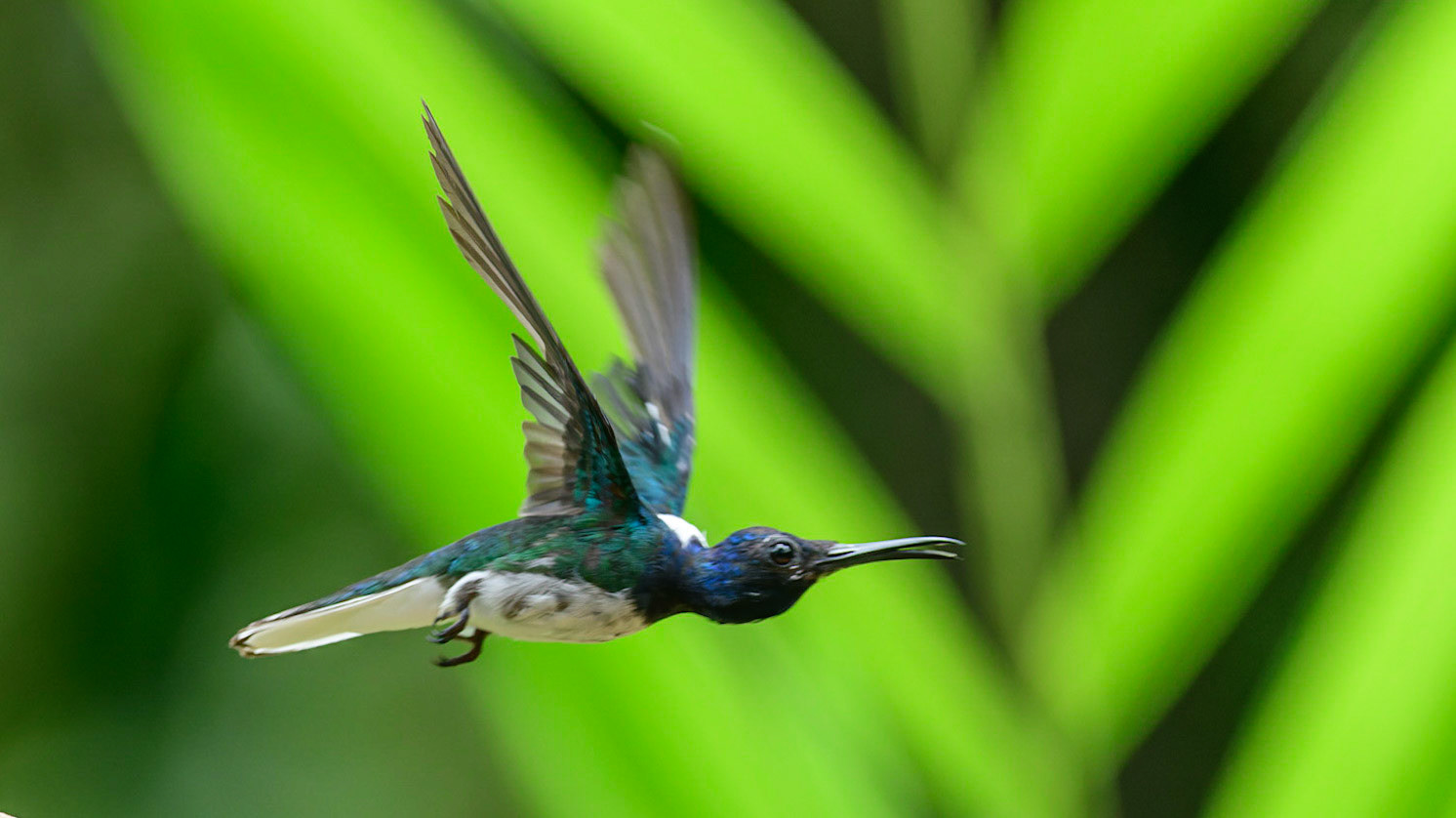 White-necked Jacobin, Florisuga mellivora
