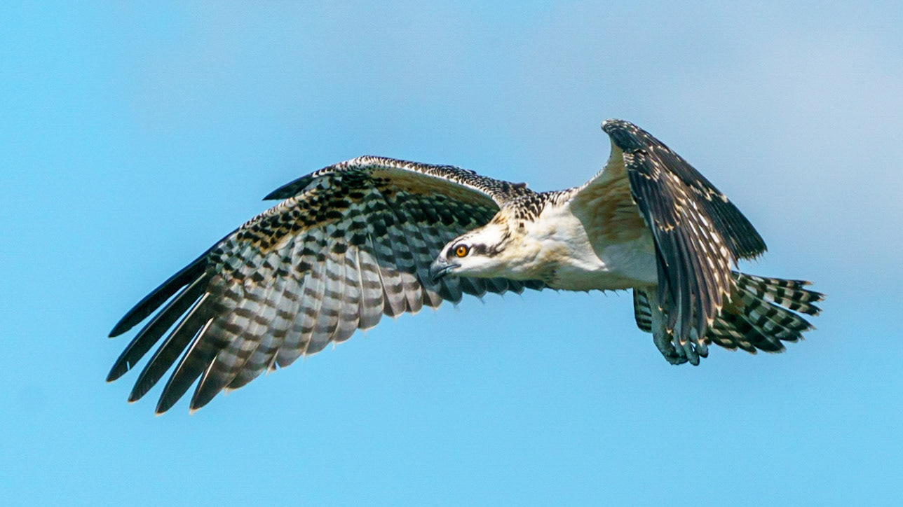 Osprey, Pandion haliaetus
