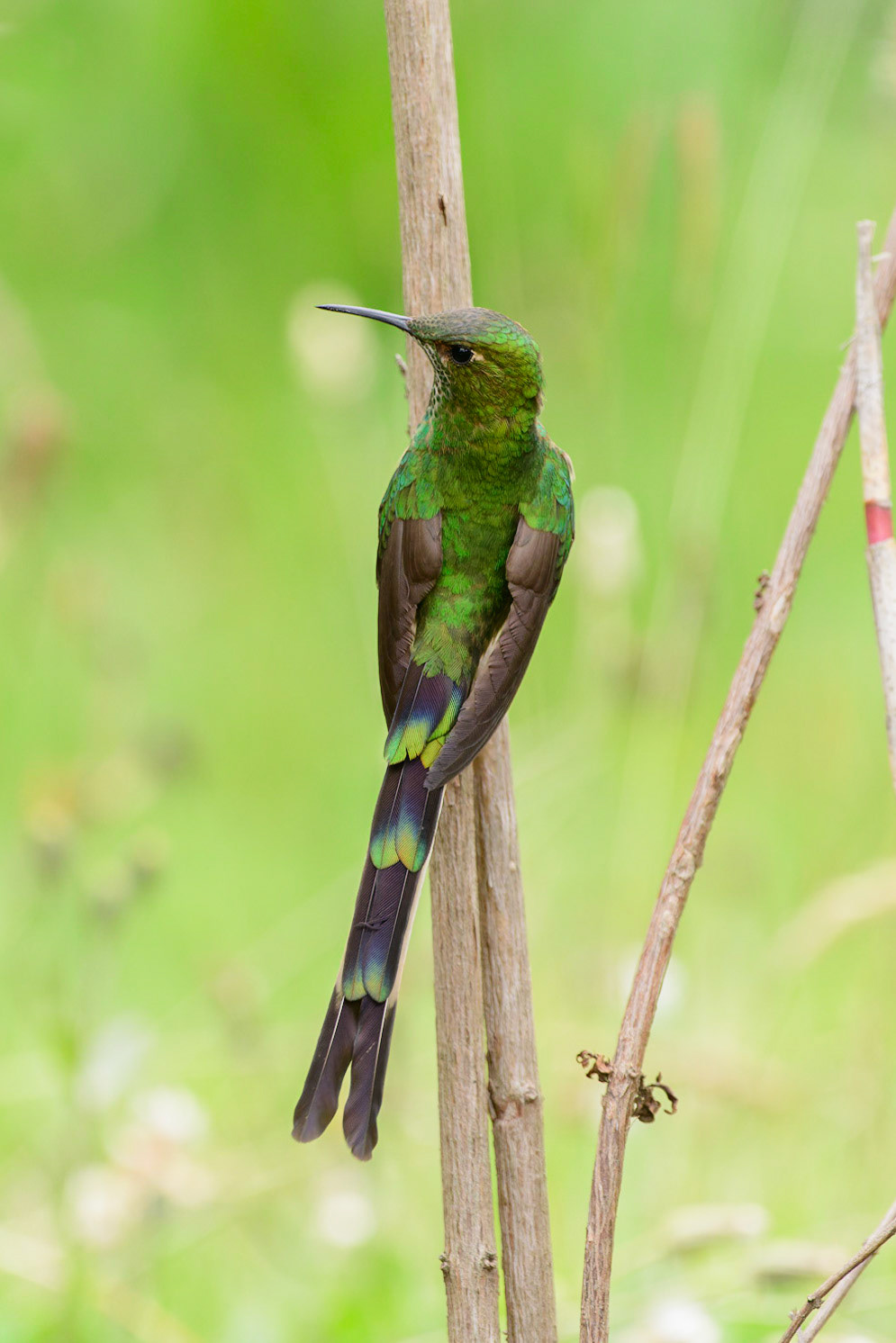 Green-tailed Trainbearer, Lesbia nuna