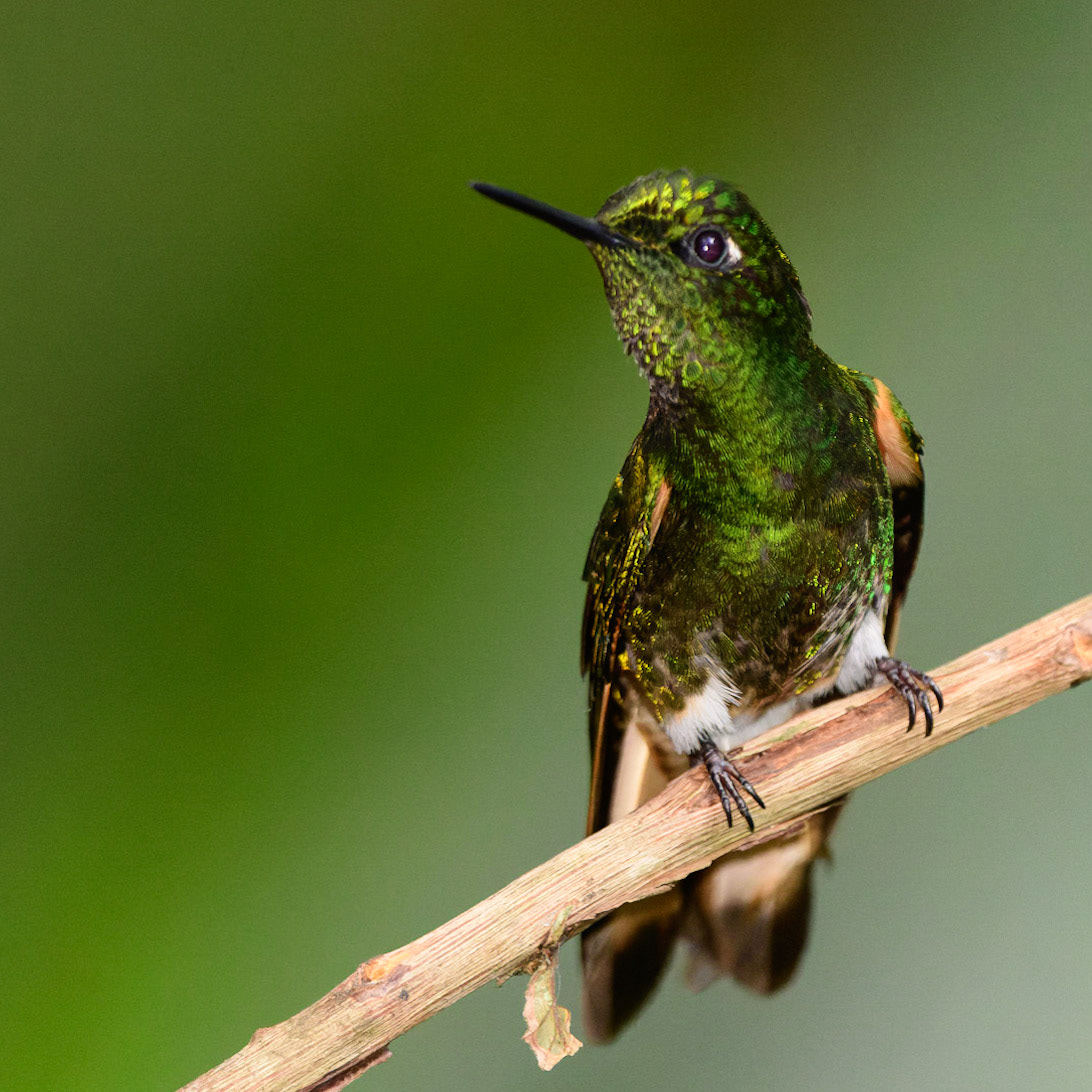 Buff-tailed Coronet, Boissonneaua flavescens