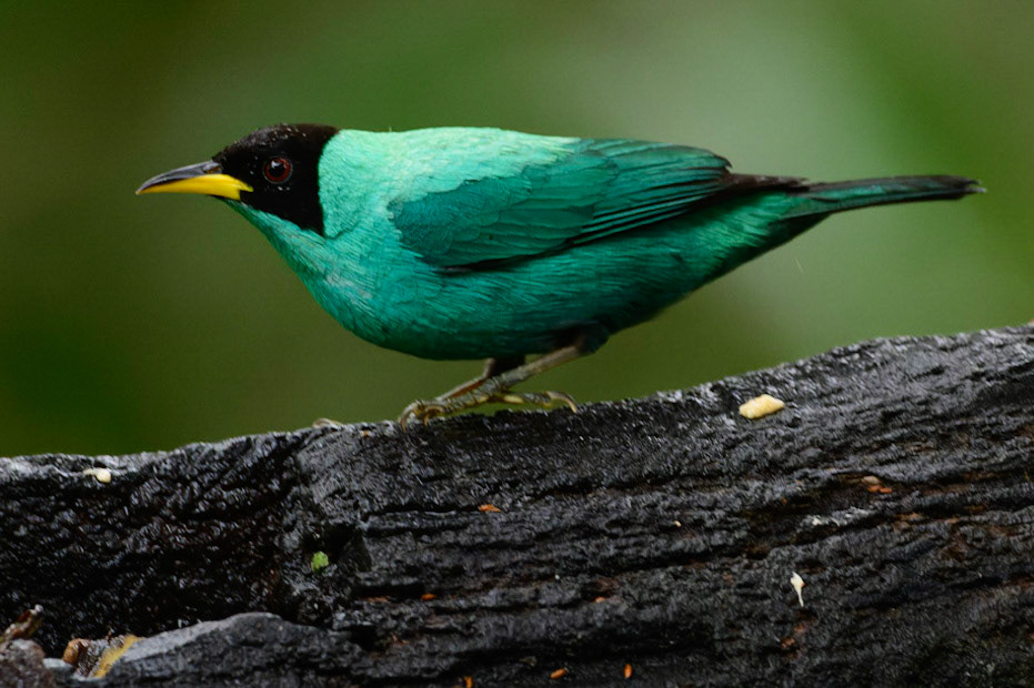 Green Honeycreeper, Chlorophanes spiza