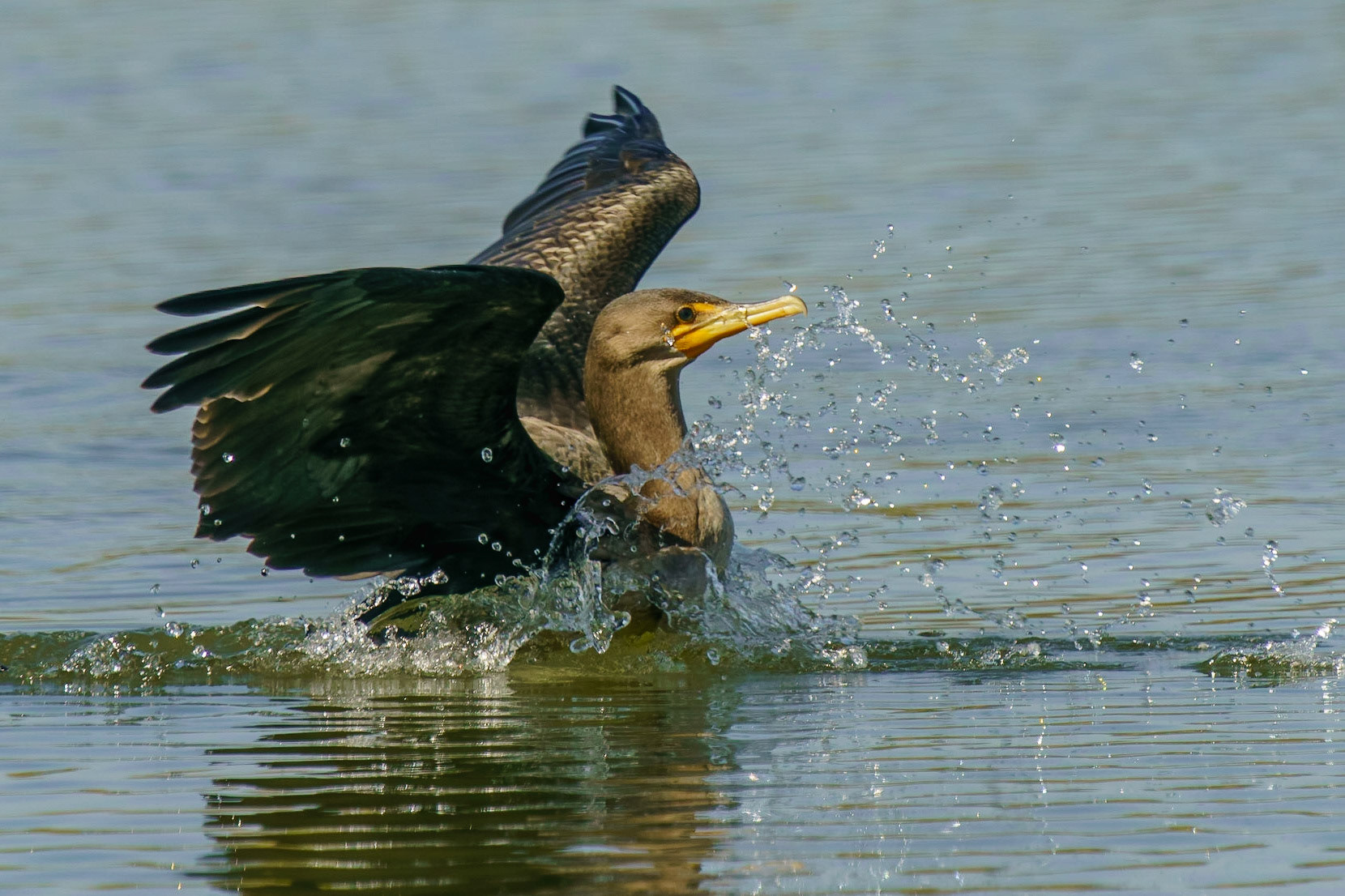 Double-crested Cormorant, Nannopterum auritum