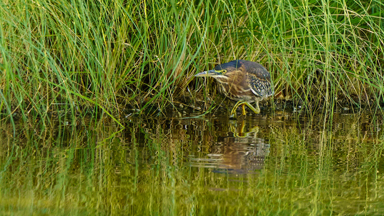 Green Heron, Butorides virescens