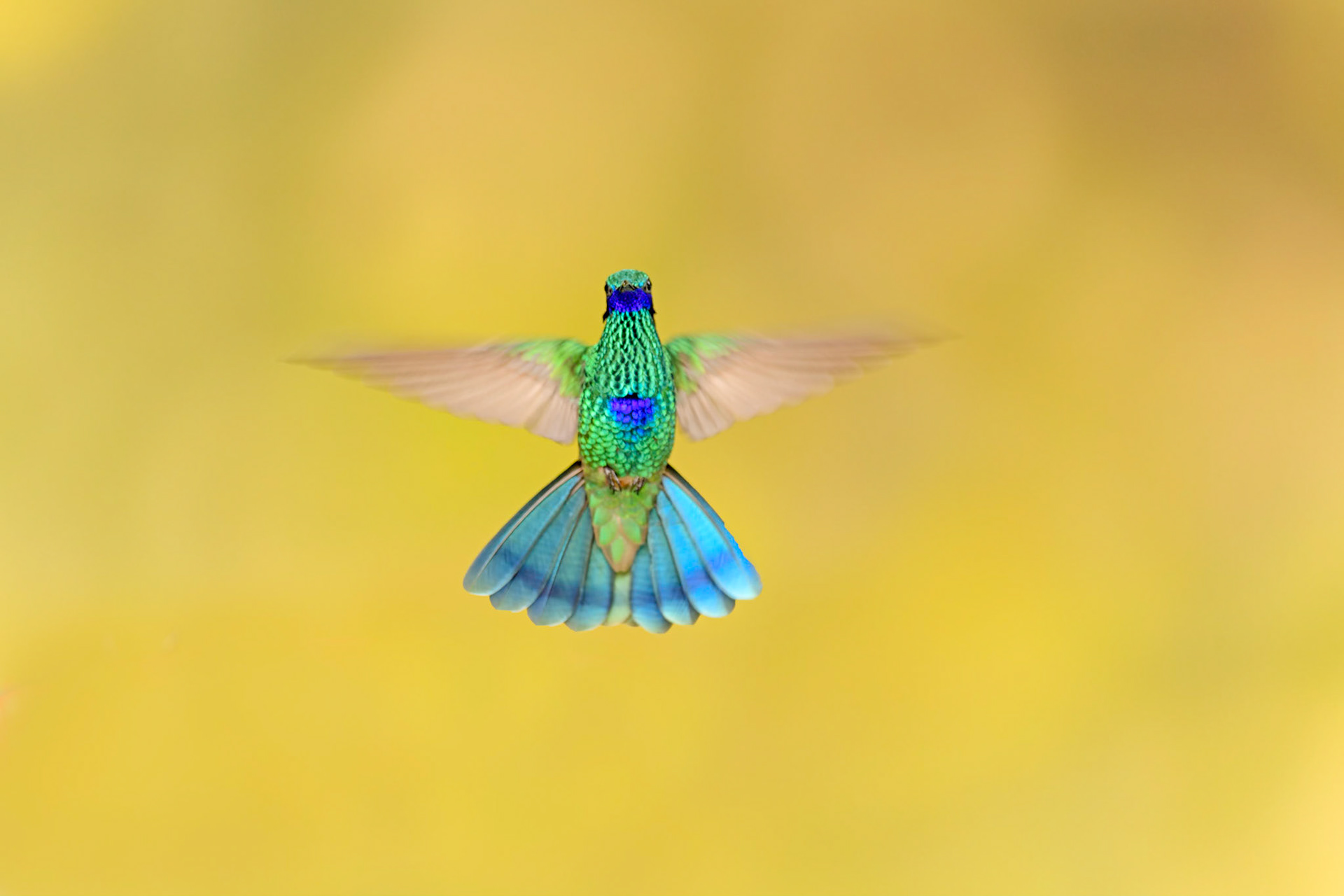 Sparkling Violetear, Colibri coruscans