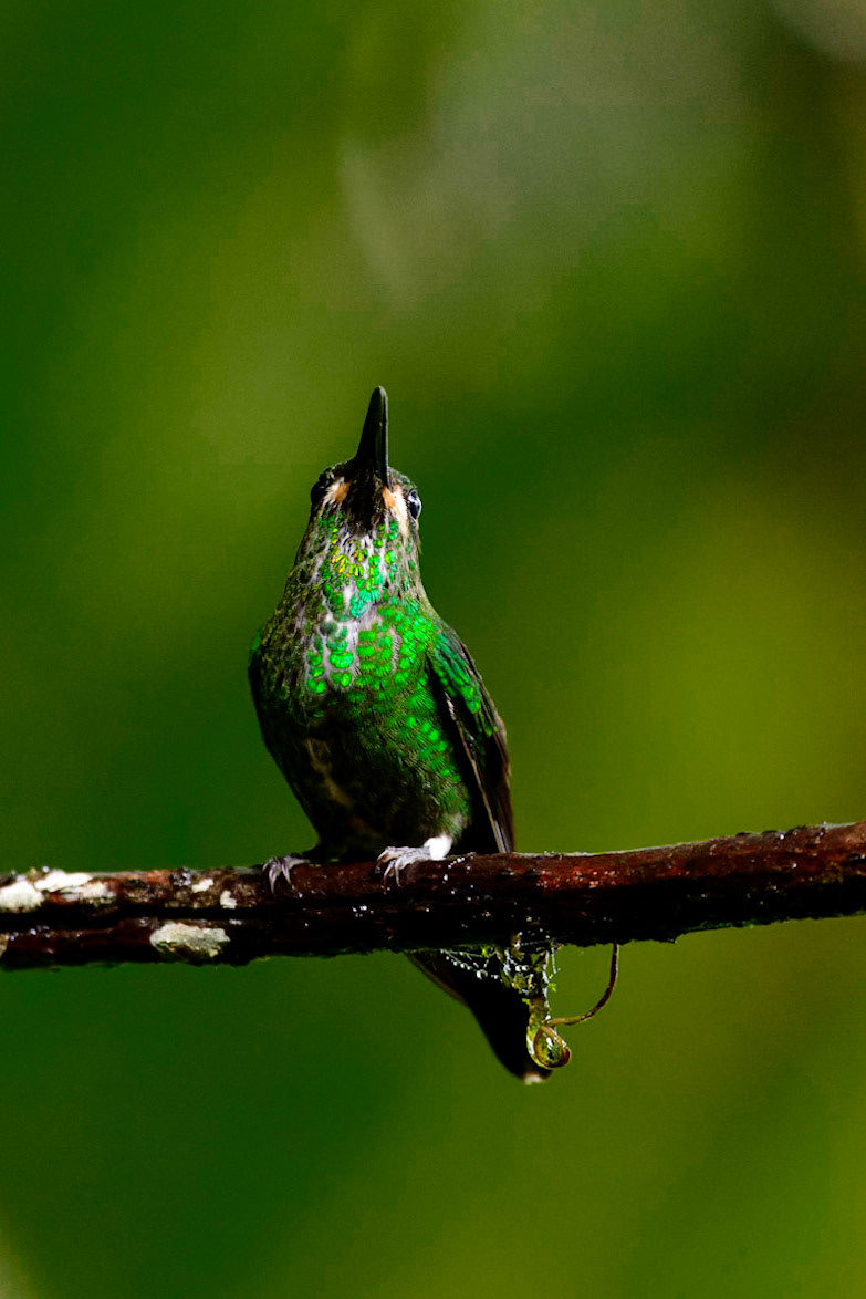Green-crowned Brilliant, Heliodoxa jacula