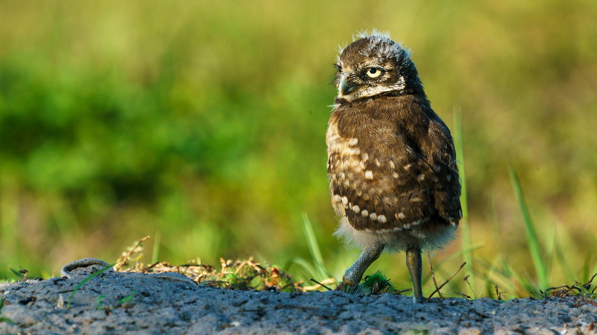 Burrowing OwlAthene cunicularia