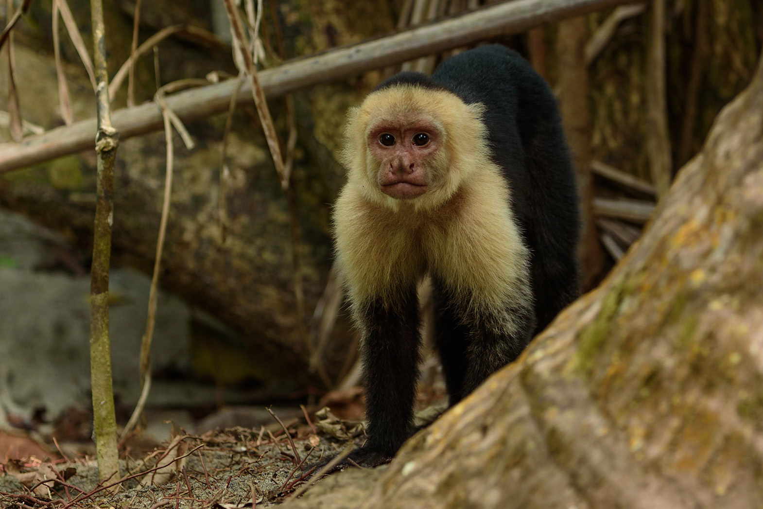 Panamanian white-faced capuchin, Cebus imitator