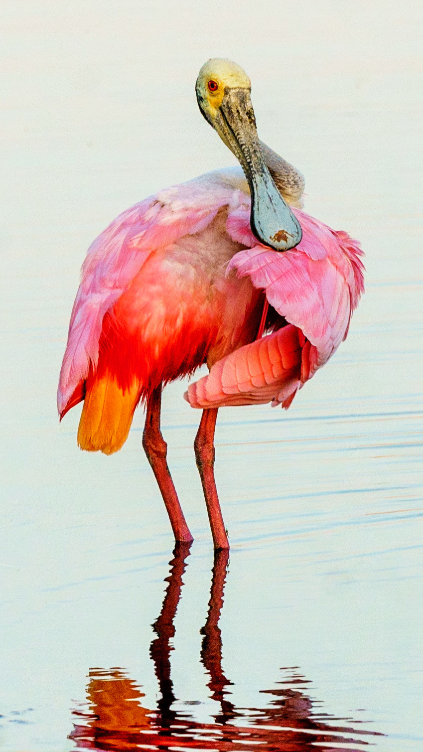 Roseate Spoonbill, Platalea ajaja