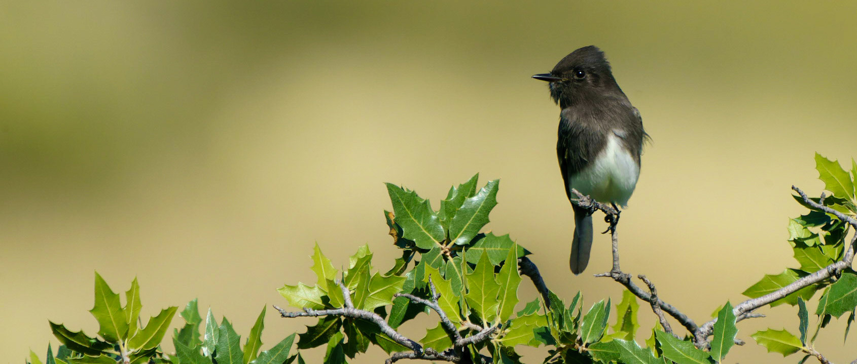 Black Phoebe, Sayornis nigricans