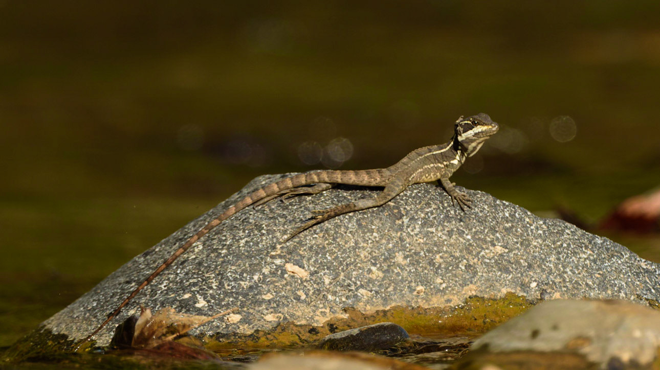Common Basilisk, Basiliscus basiliscus