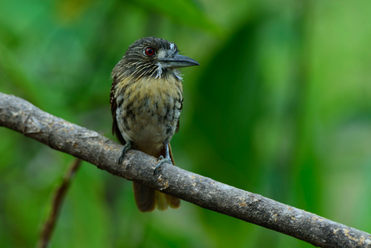 White-whiskered Puffbird, Malacoptila panamensis