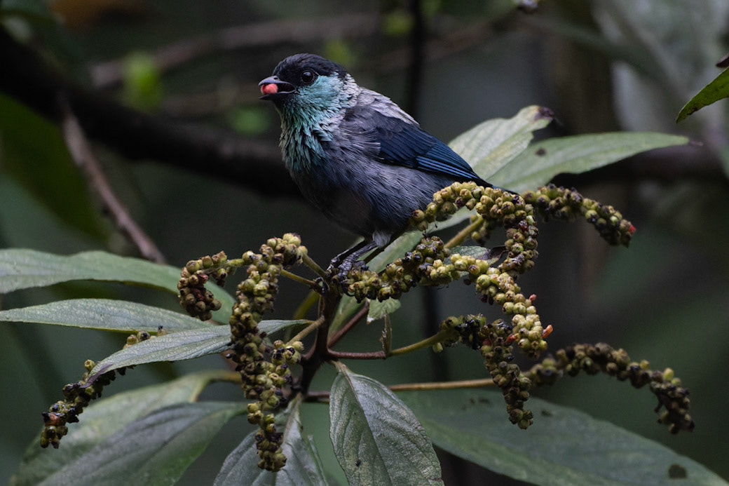 Black-capped Tanager, Tangara heinei